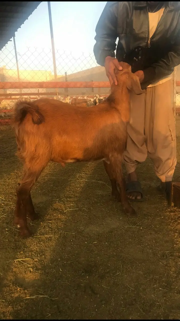 تيوس سمينة وطيبة بالحرزات