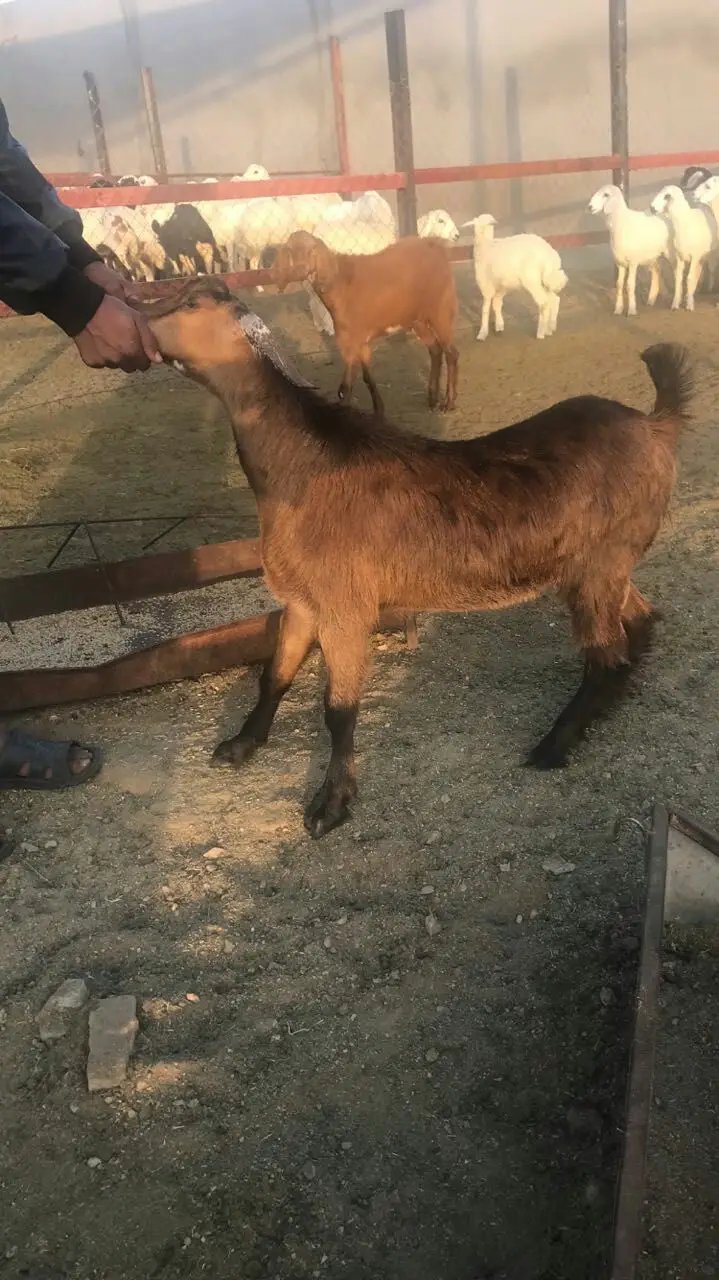 تيوس سمينة وطيبة بالحرزات (image 1)