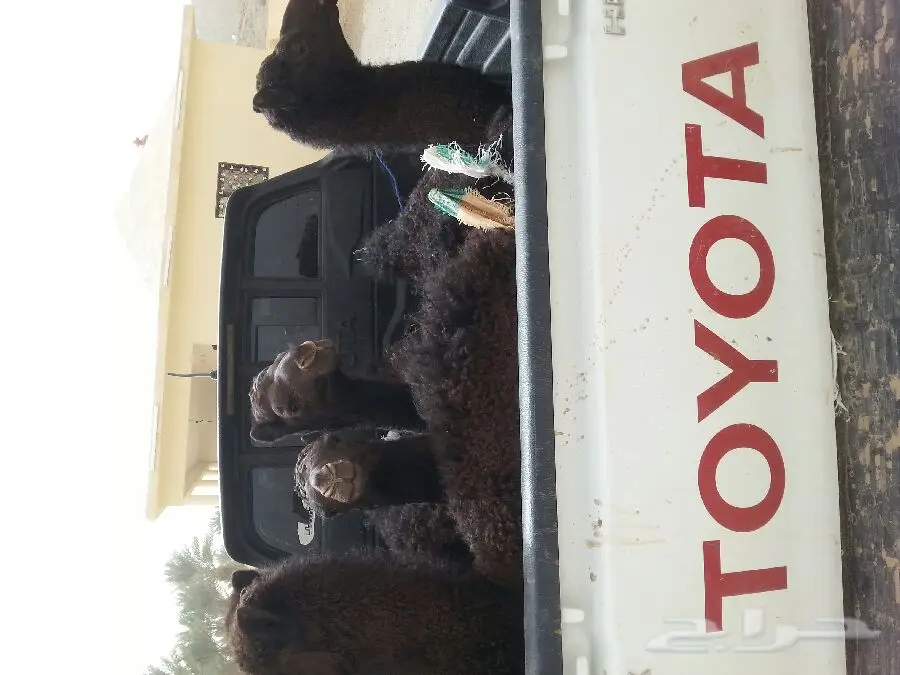 عقارات للبيع - مجاهيم رائعة في الرياض (image 1)