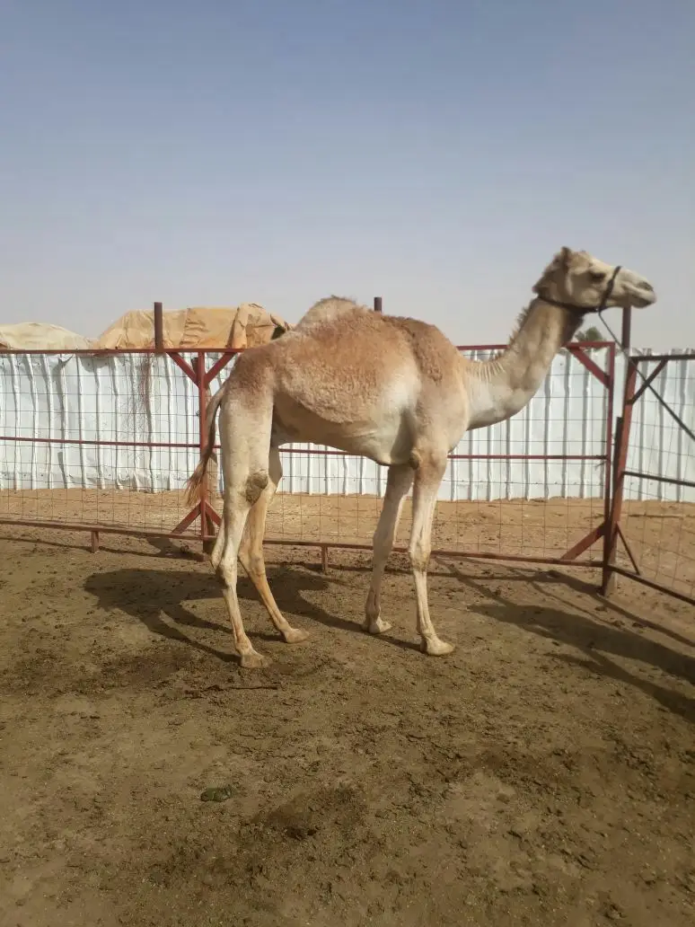 جذع مهجن (image 1)