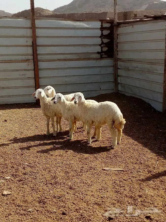 رخال حريه (image 2)