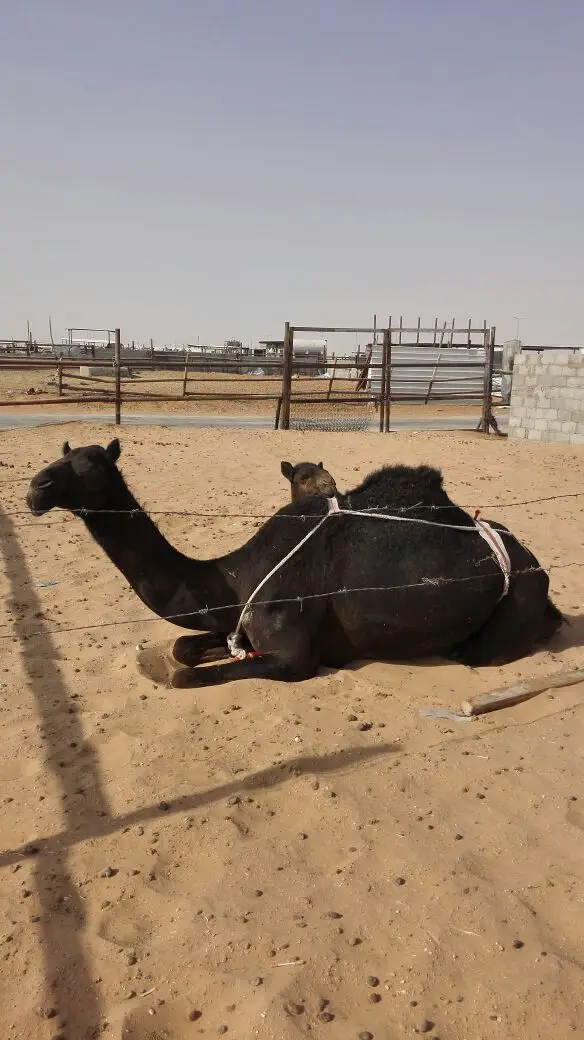 الخرج -   خلفتين وضحا بكر (image 4)