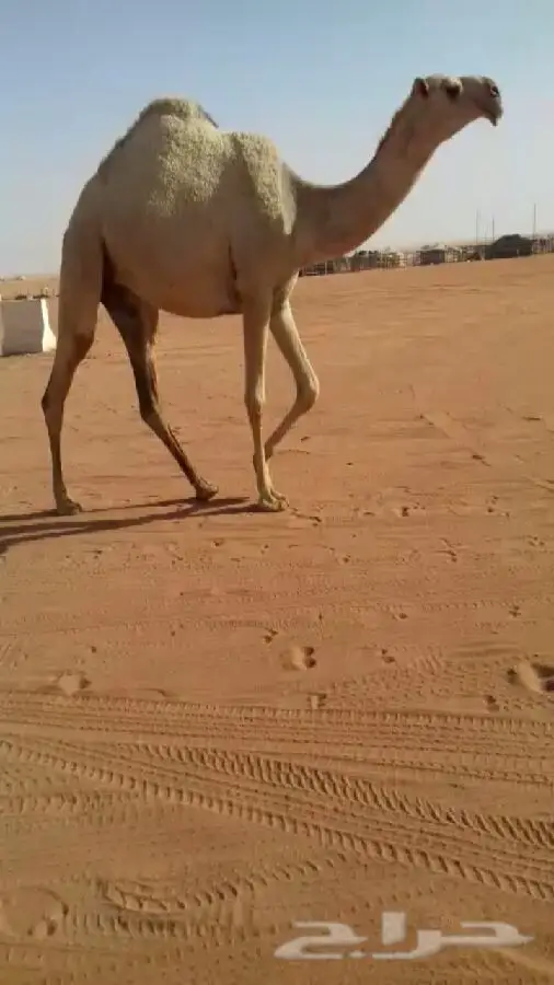 بكره شقحى  (image 2)