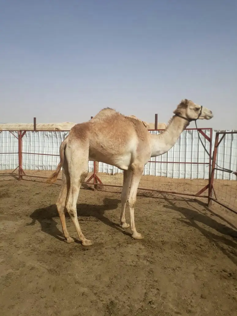 جذع مهجن (image 3)