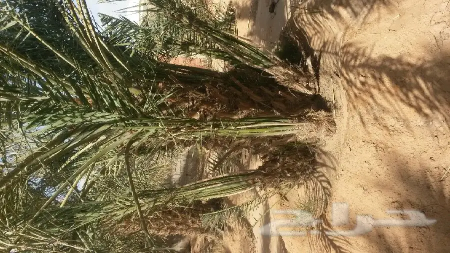 للبيع نخيل (image 1)