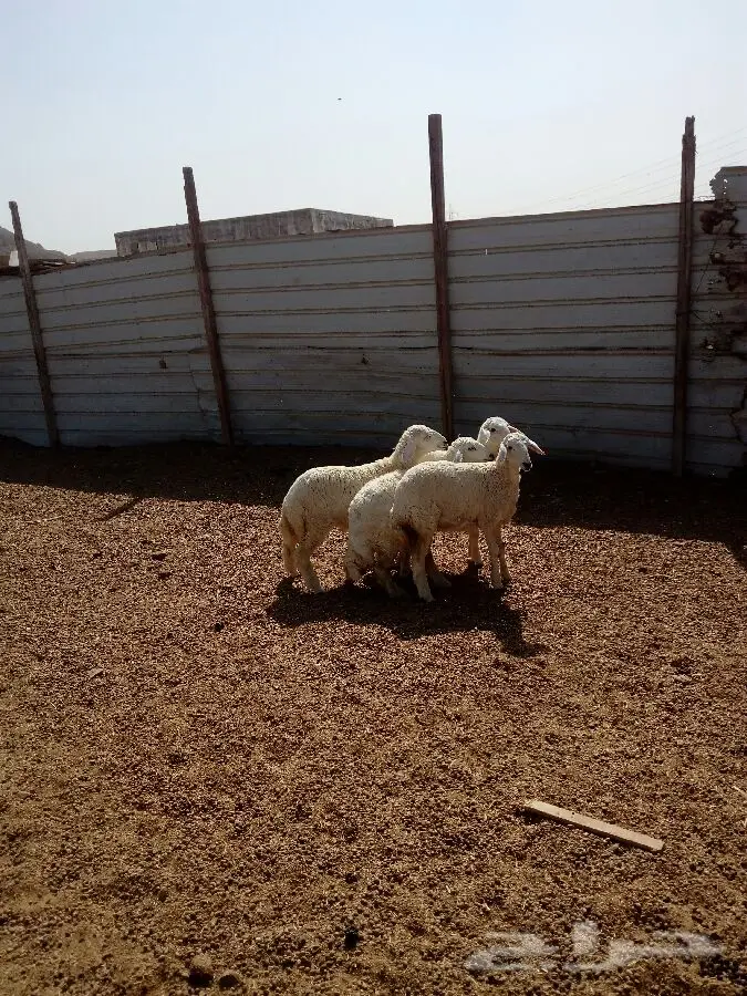 رخال حريه (image 5)