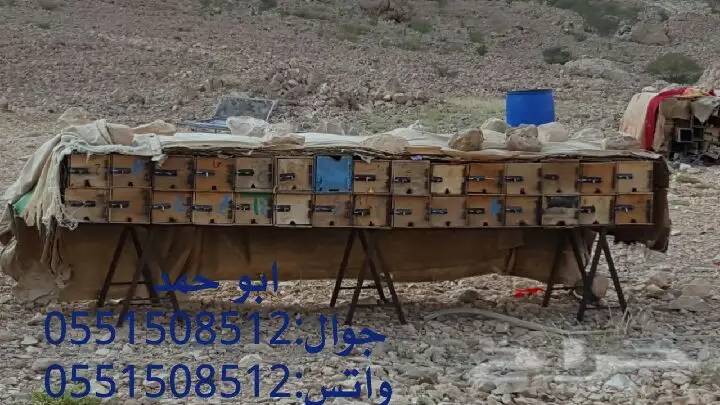 عسل سدر حضرمي أصلي - دوعني 1439 (image 54)