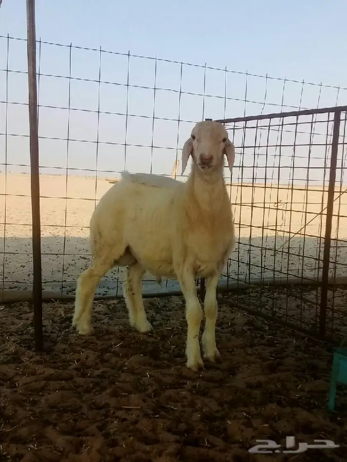 مشروع فحل (image 1)