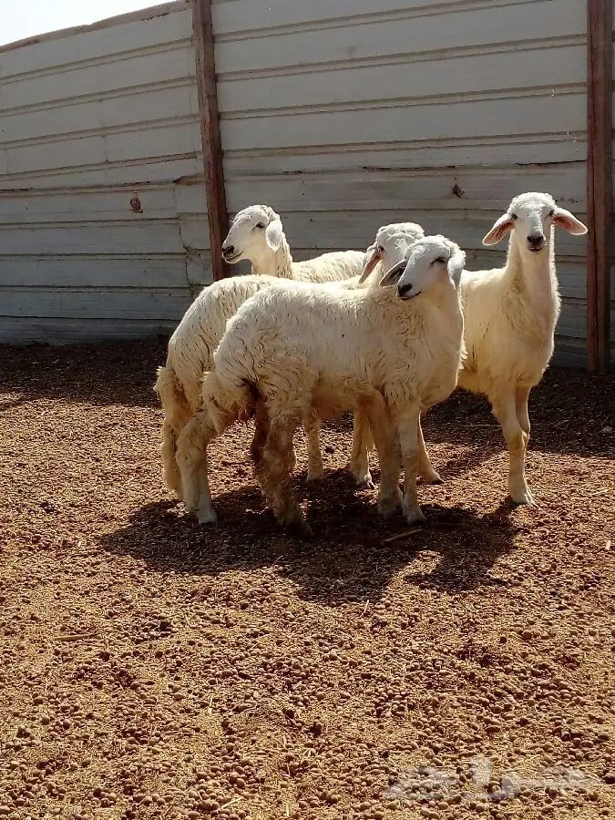 رخال حريه (image 4)