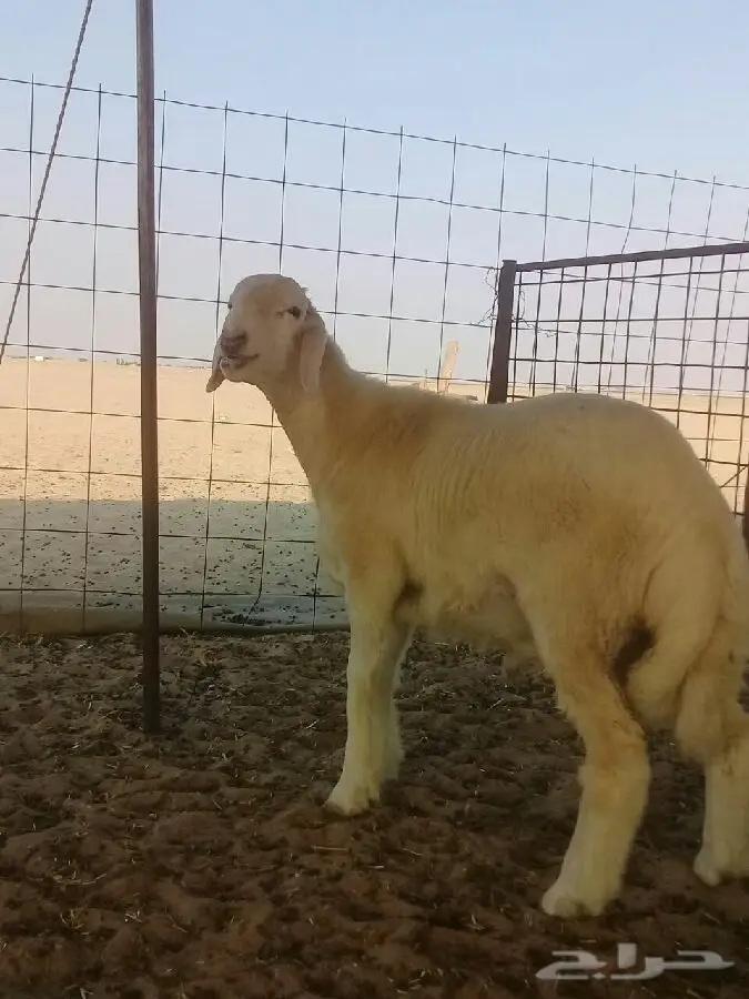 مشروع فحل (image 2)