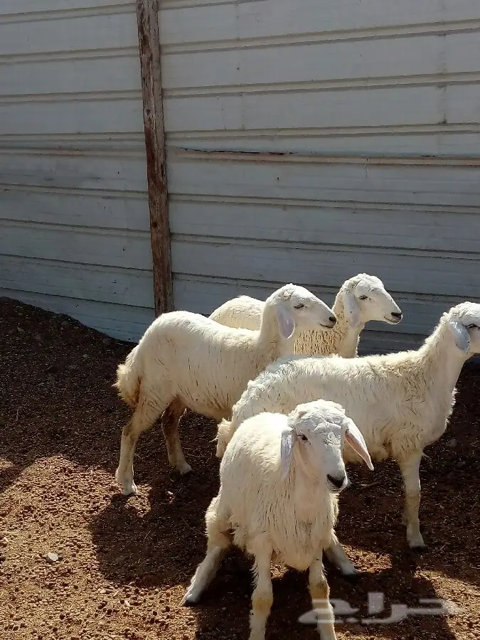 رخال حريه (image 1)