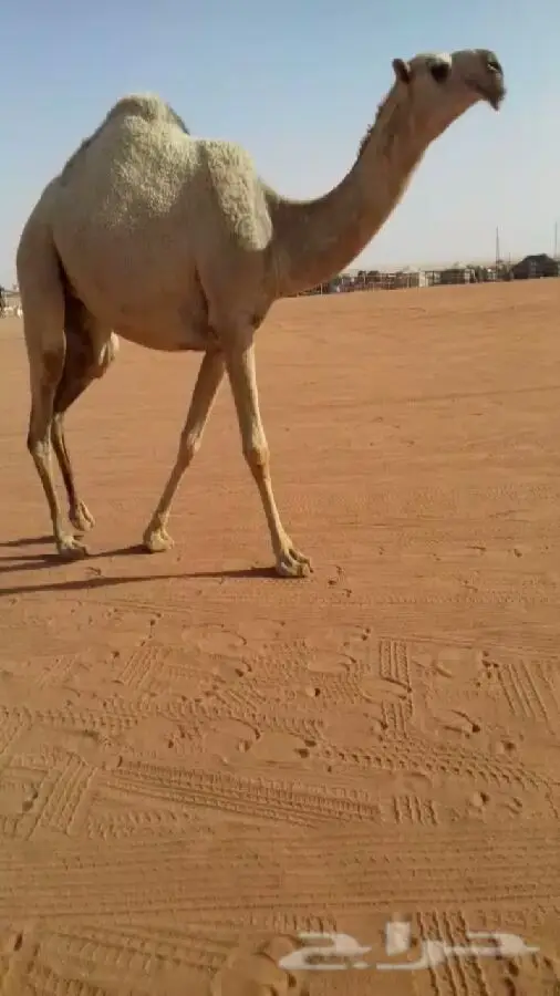 بكره شقحى  (image 1)