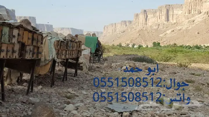 عسل سدر حضرمي دوعني1439 اصلي وذمه توصيل مجانا (image 52)