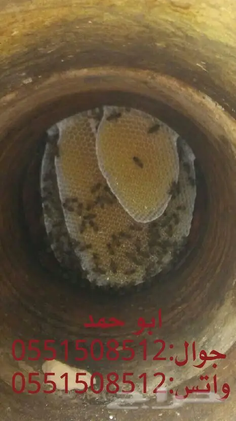 عسل سدر حضرمي دوعني1439 اصلي وذمه توصيل مجانا (image 16)