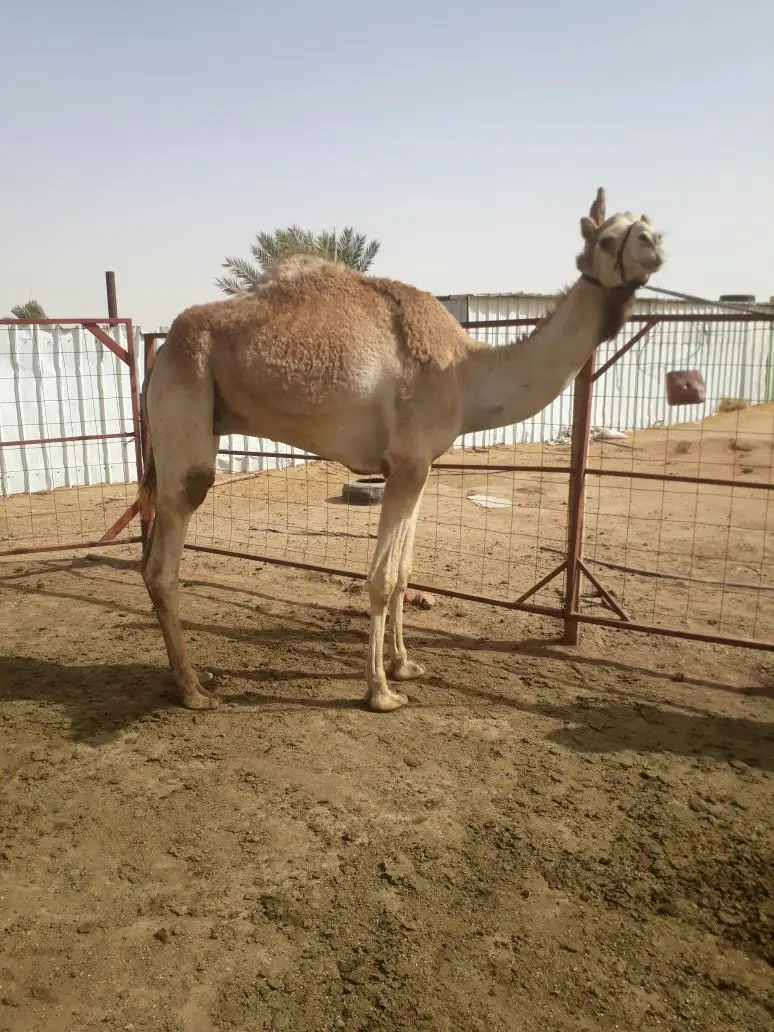 جذع مهجن (image 4)