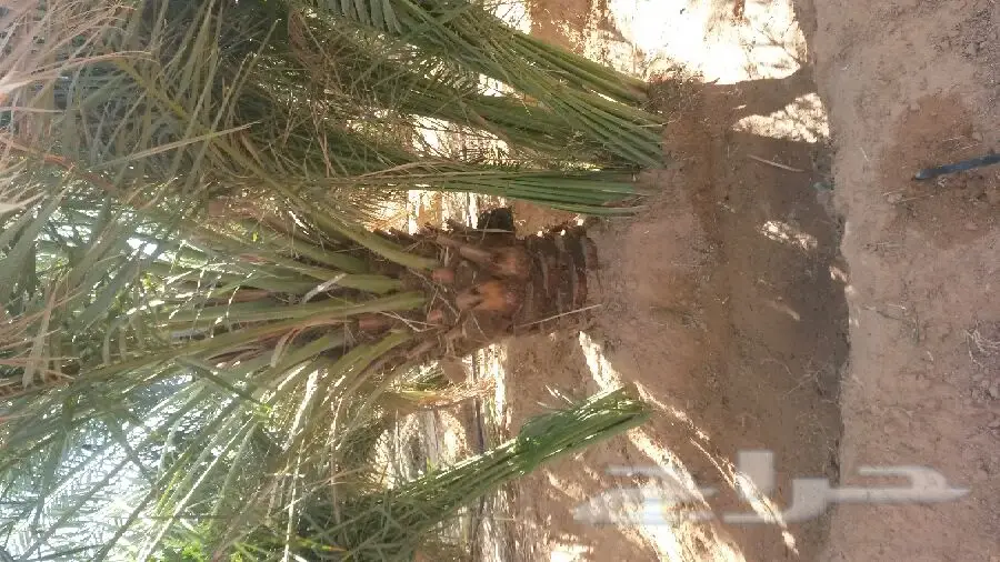 للبيع نخيل (image 4)