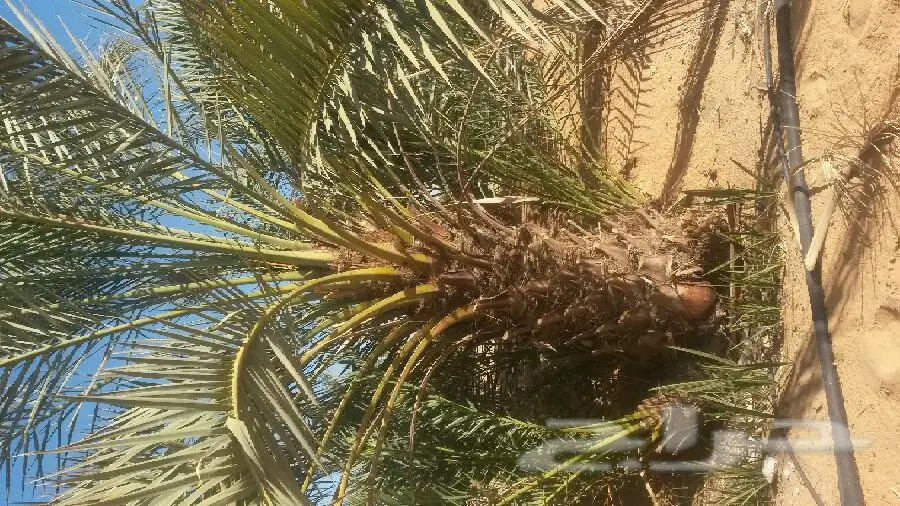 للبيع نخيل (image 5)