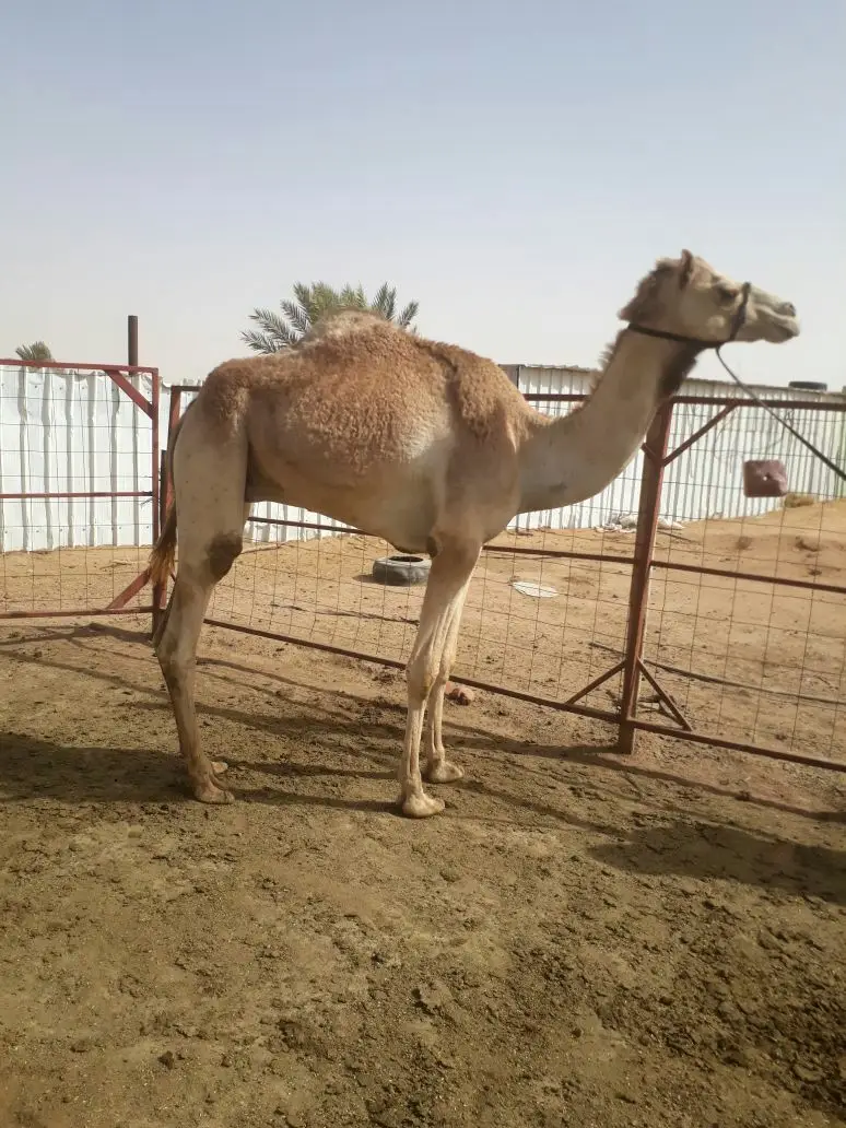 جذع مهجن (image 2)