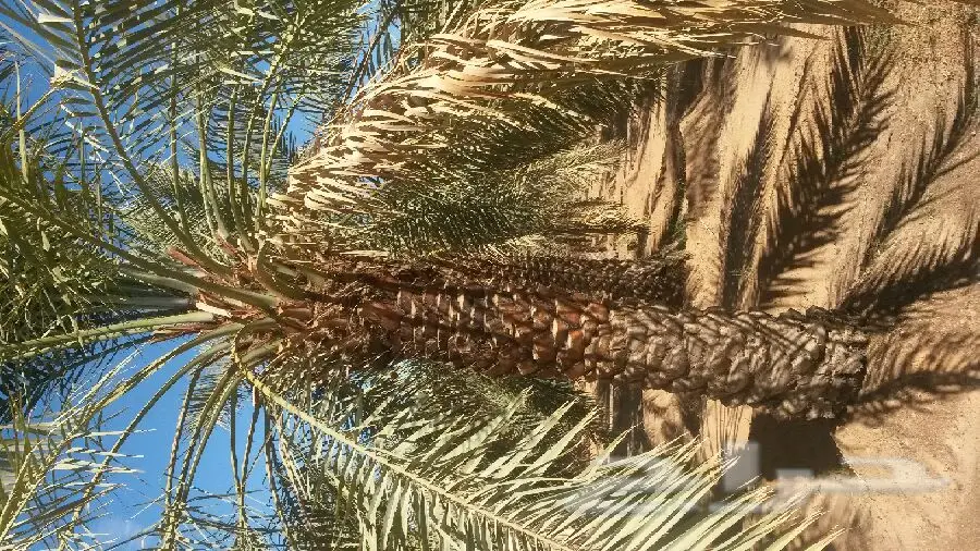 للبيع نخيل (image 6)