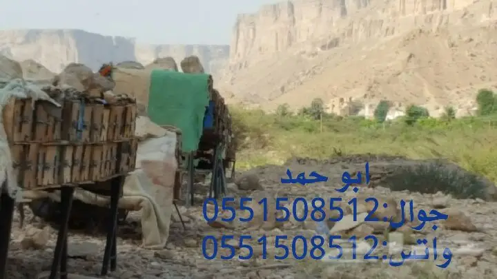 عسل سدر حضرمي أصلي - دوعني 1439 (image 51)