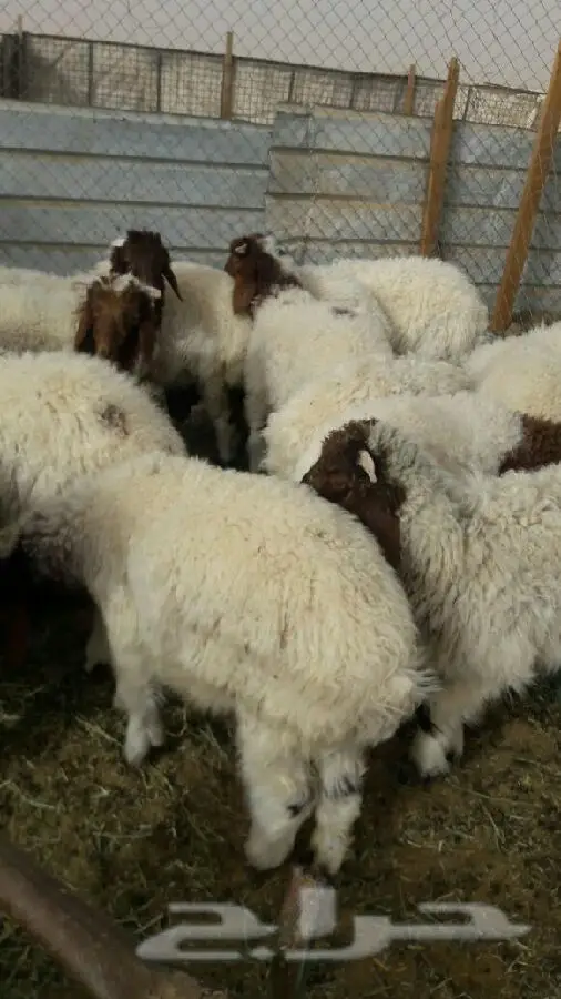 الرياض - السلام عليكم  يوجد (image 2)