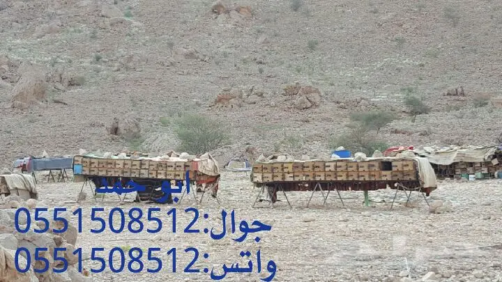 عسل سدر حضرمي دوعني1439 اصلي وذمه توصيل مجانا (image 50)