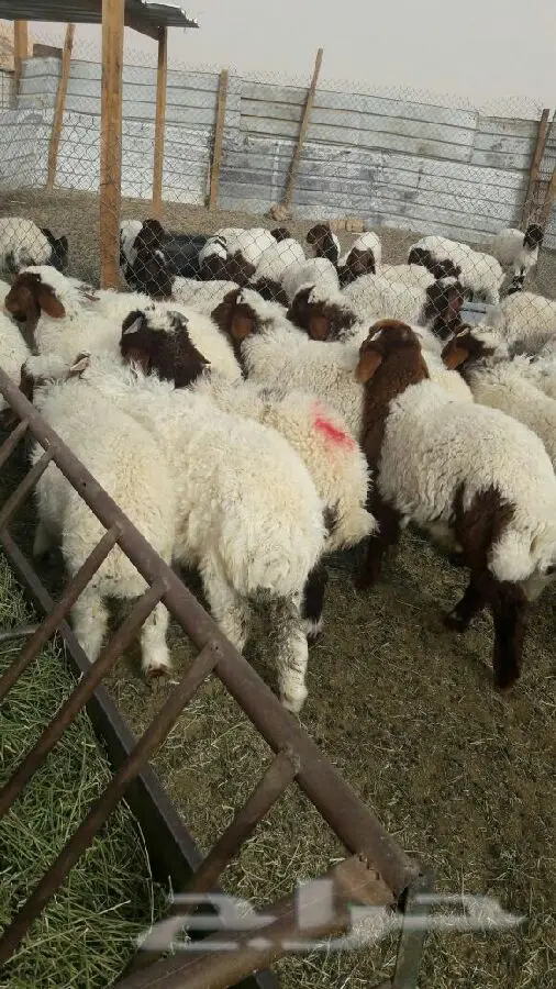 الرياض - السلام عليكم  يوجد (image 13)