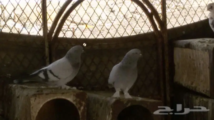 ثلجي خطين قلاب صندقه مع طبته (image 7)