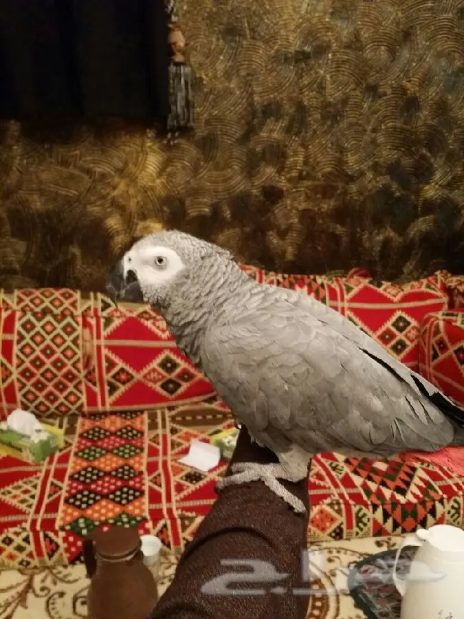 الرياض - ببغاء أفريقي إنتاج (image 1)