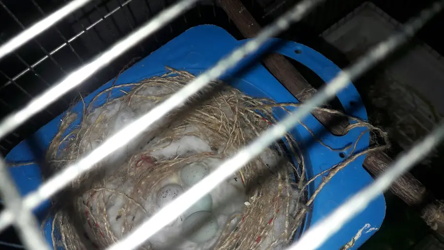 للبيع زوج كناري ما ورد معاه 4 بيضات ماشاالله  (image 2)