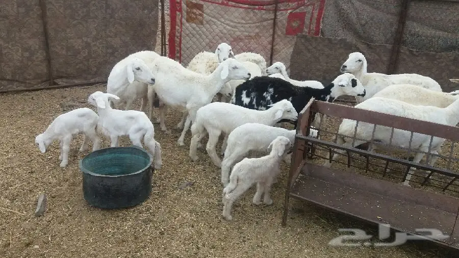 ضان10منها7معها10و3دفيع