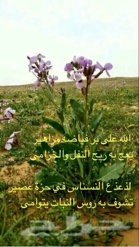 محتاج حوار