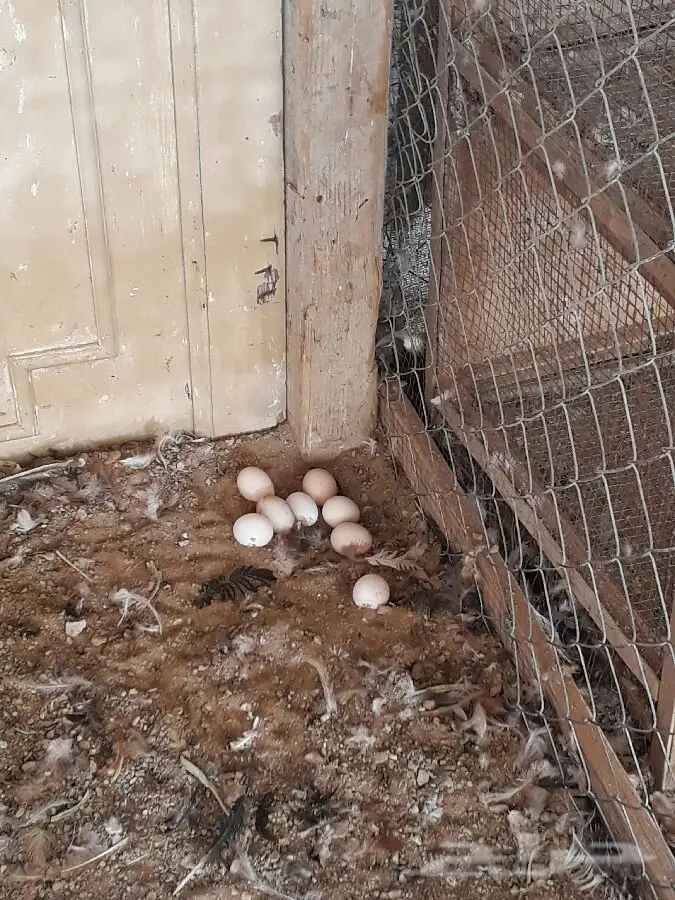 للبيع دجاج بياض عدد 100 حبه 