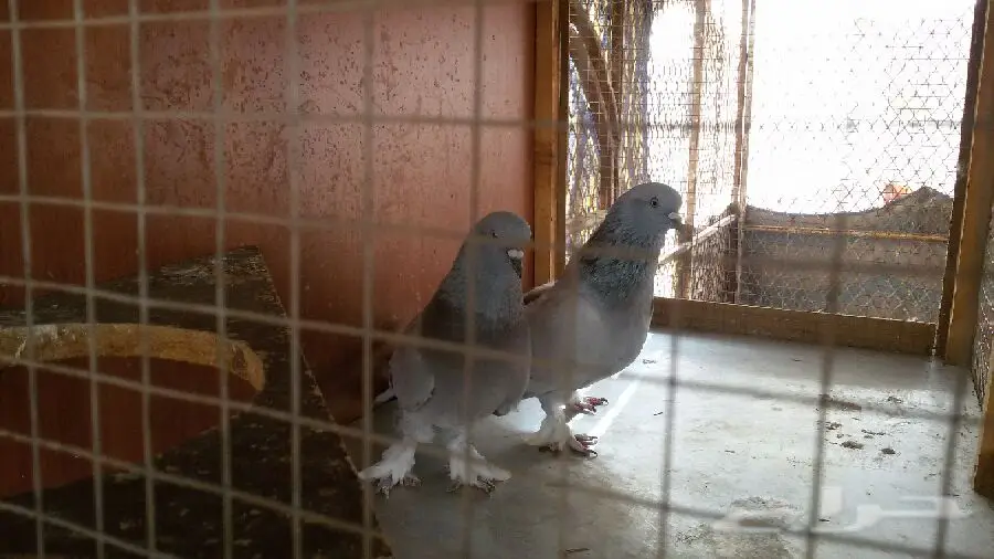 ثلجي خطين قلاب صندقه مع طبته (image 1)