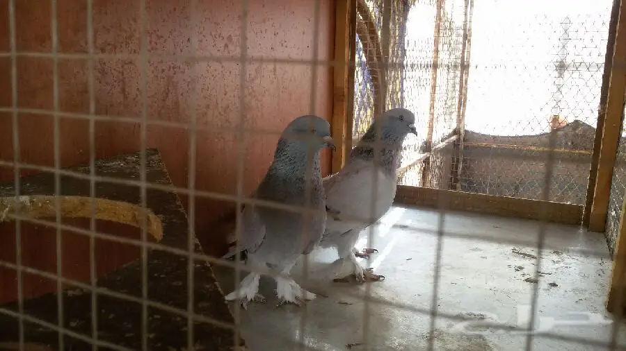 ثلجي خطين قلاب صندقه مع طبته (image 2)