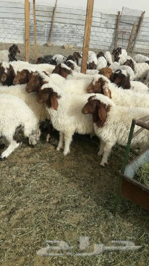 الرياض - السلام عليكم  يوجد (image 14)