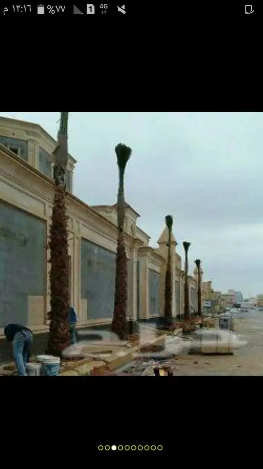 نخل لبيع موصل الى اي مكان نخل مضمون اي نوع (image 5)
