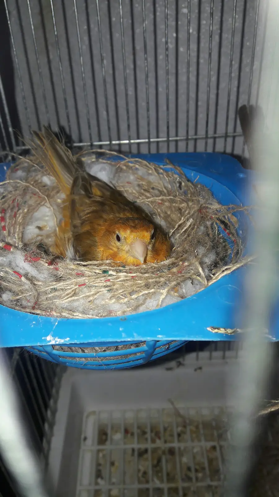 للبيع زوج كناري ما ورد معاه 4 بيضات ماشاالله 