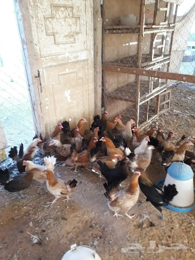 للبيع دجاج بياض عدد 100 حبه  (image 5)