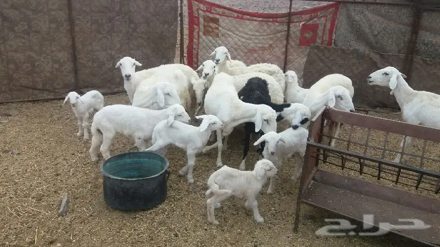 ضان10منها7معها10و3دفيع (image 2)