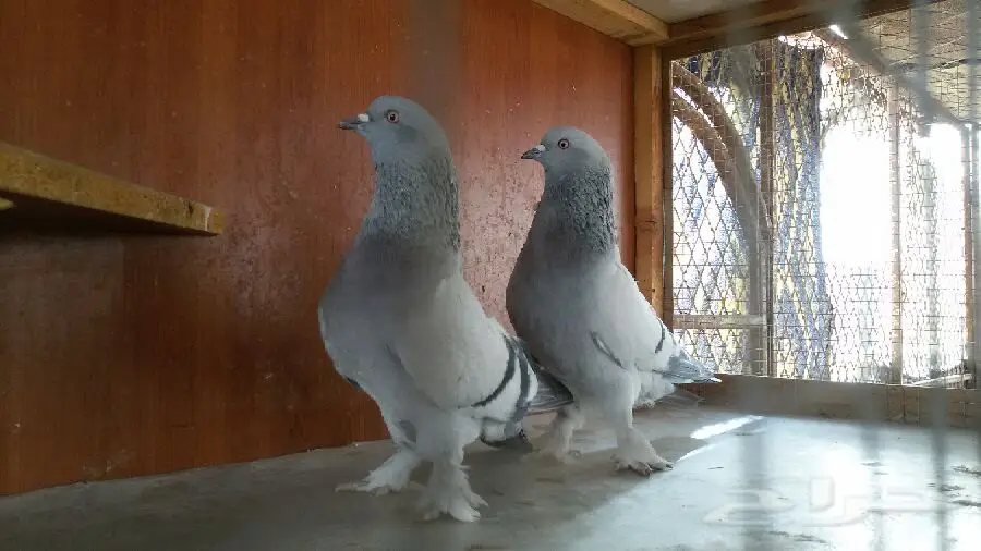 ثلجي خطين قلاب صندقه مع طبته (image 18)