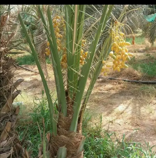 نخل لبيع موصل الى اي مكان نخل مضمون اي نوع (image 3)