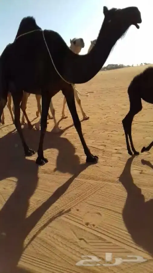 خلفه جذعه  (image 1)