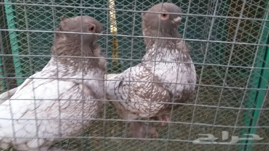 ستانيت شباب (image 1)