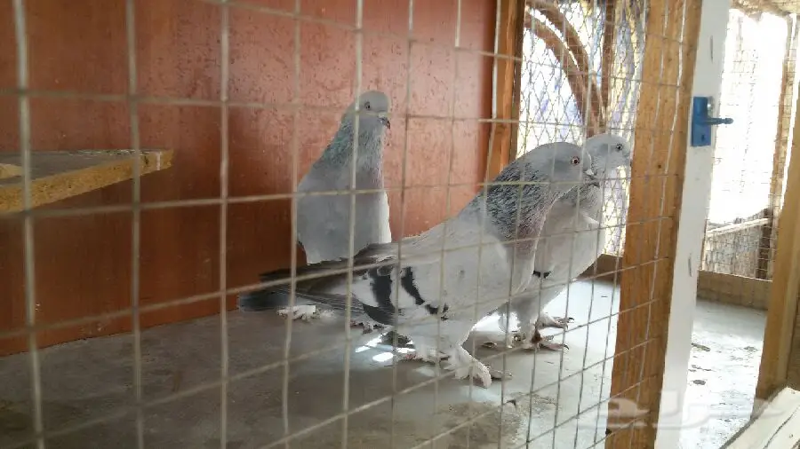 ثلجي خطين قلاب صندقه مع طبته (image 13)