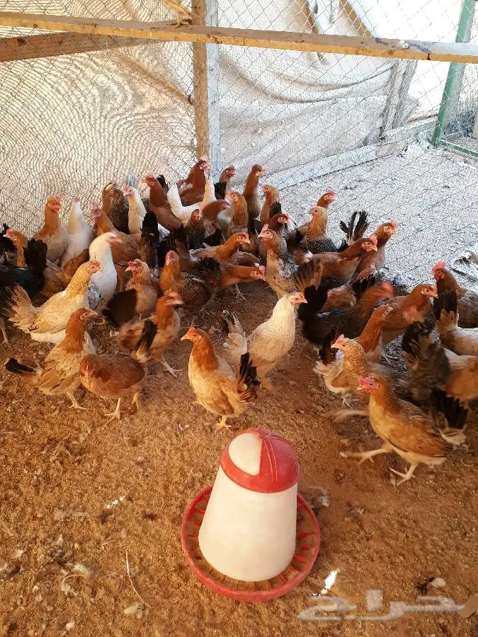 للبيع دجاج بياض عدد 100 حبه  (image 3)