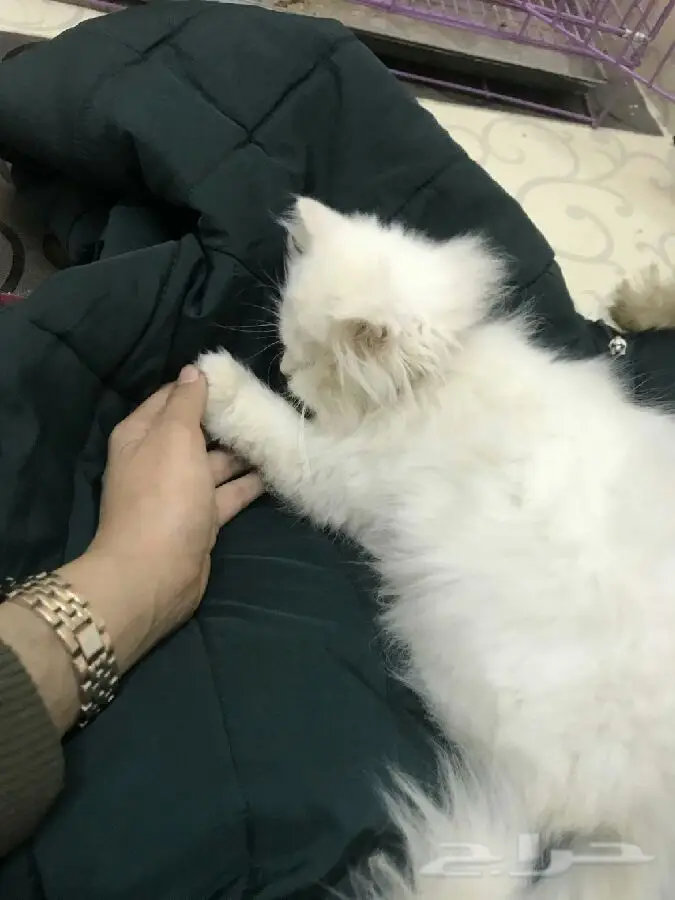 بيع قطه فرنسيه بيضاء الون اليفه ولعوبه (image 1)