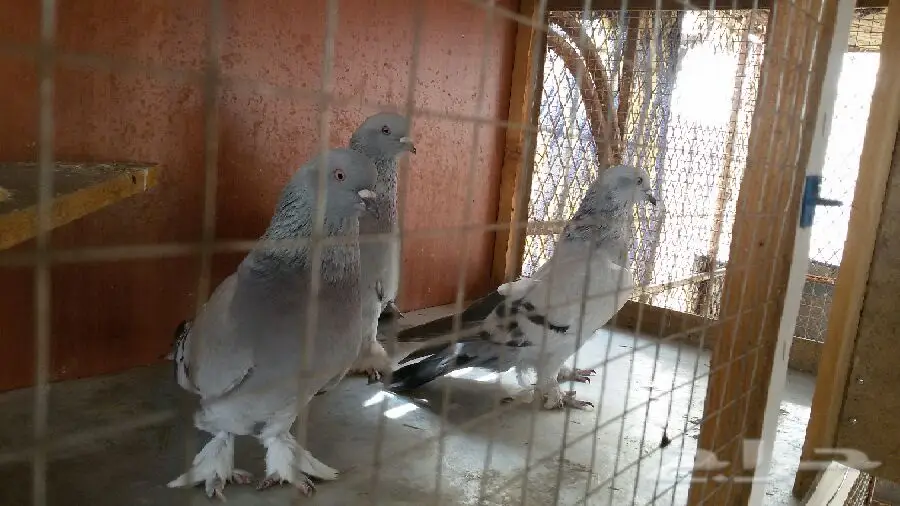 ثلجي خطين قلاب صندقه مع طبته (image 14)