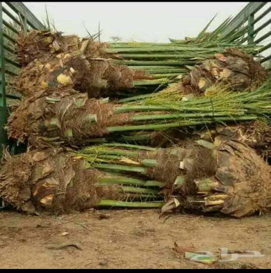 نخل لبيع موصل الى اي مكان نخل مضمون اي نوع (image 2)