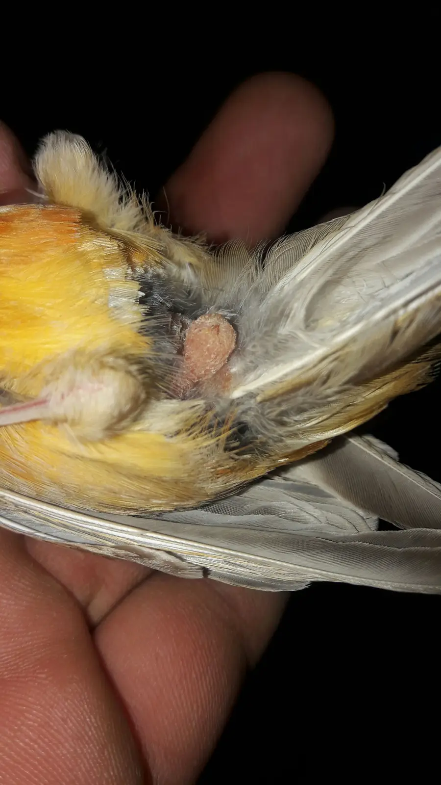 للبيع زوج كناري ما ورد معاه 4 بيضات ماشاالله  (image 5)